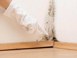 Best Asbestos and Lead Testing During Mold Inspection  in Plandome, NY